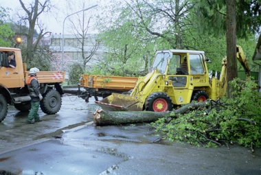 Baum in Bahnhofstrasse 01